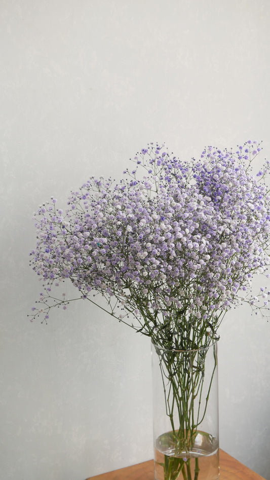 Gypsophila elegans Tinted 染め5色ミックス - Periwinkle