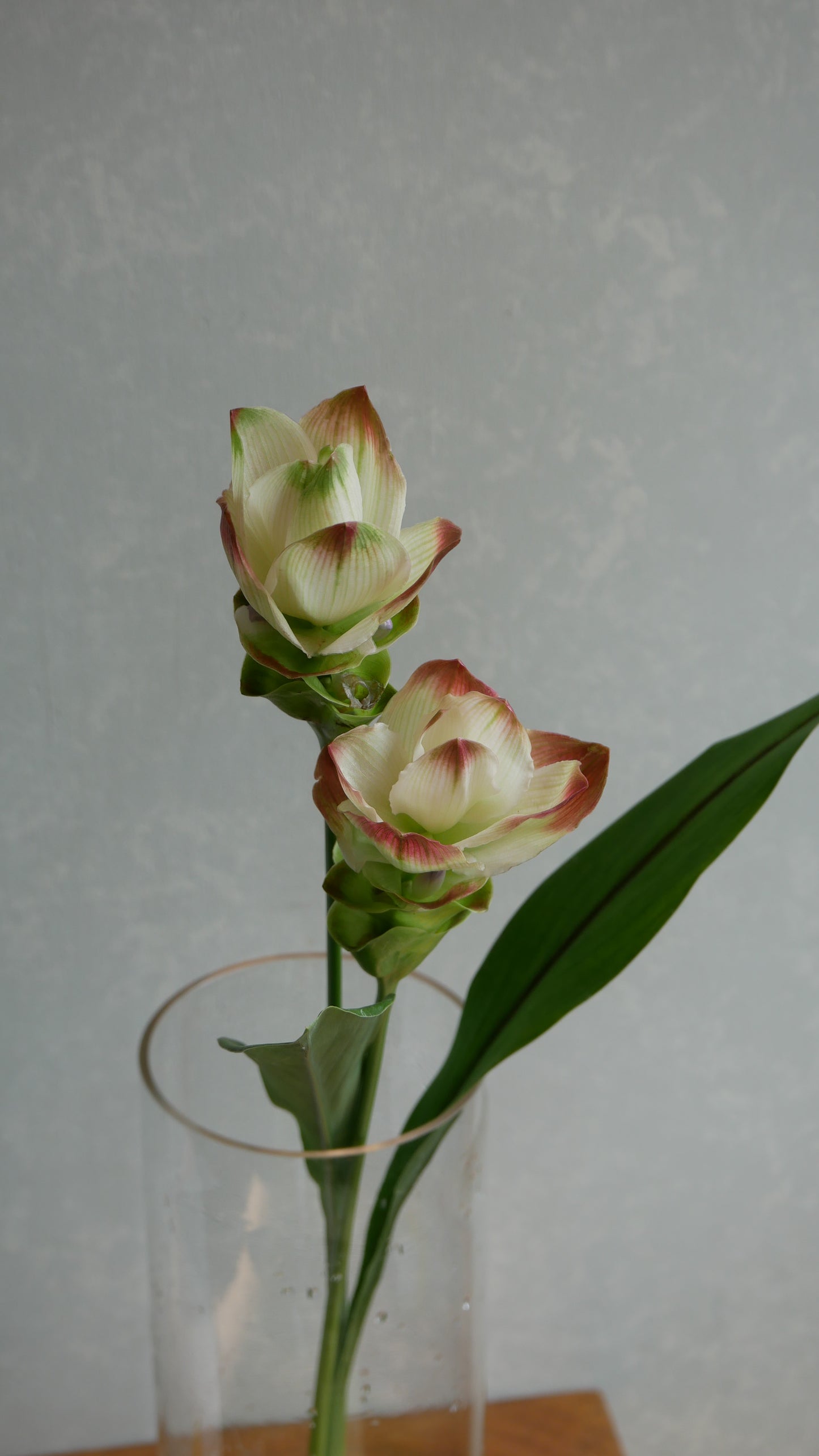 Curcuma Siam Solar