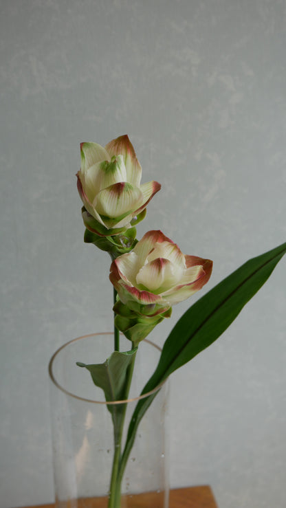 Curcuma Siam Solar