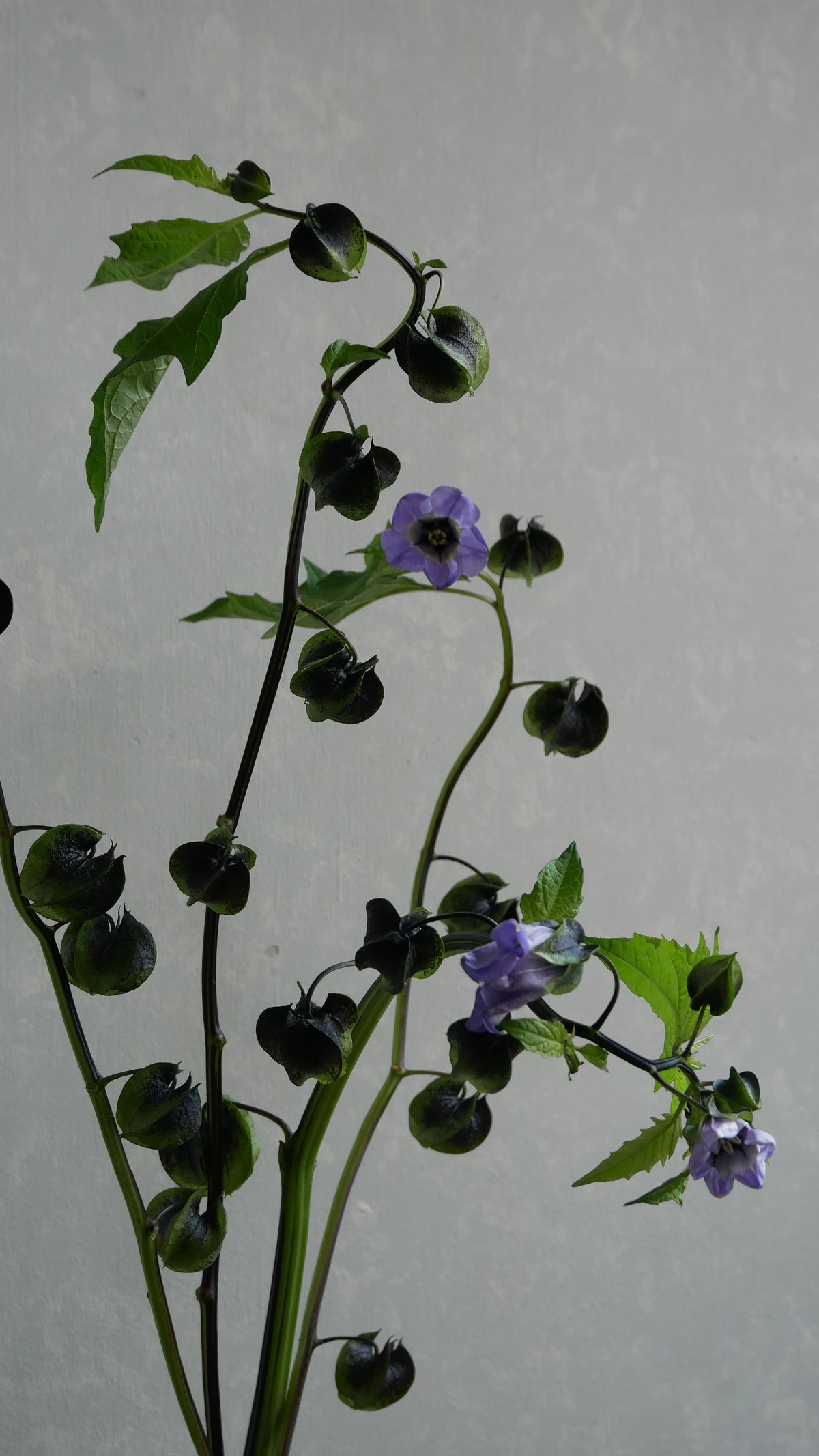 Physalis Alkekengi 鬼灯 黒法月 sp. Atsunko Mix (35-60cm)