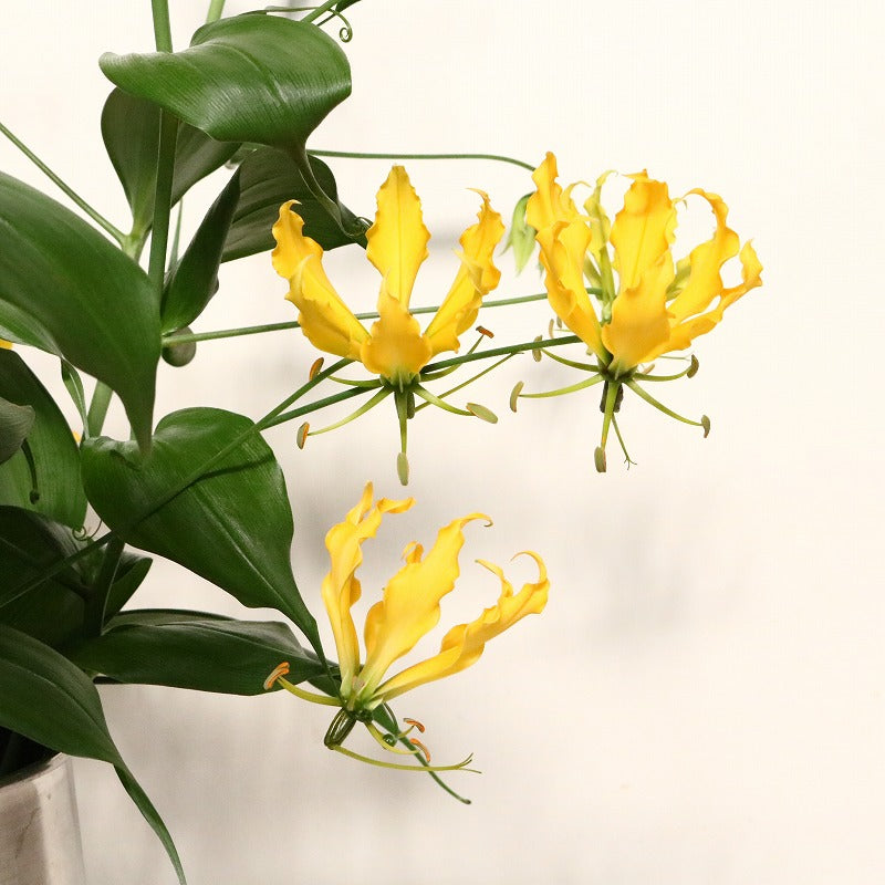 Gloriosa Yellow