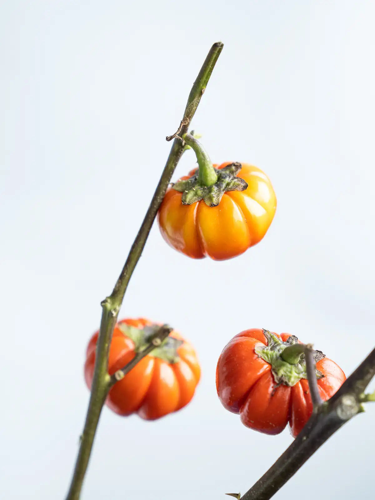 新入荷!! 【月見】Solanum Pumpkin (80cm)