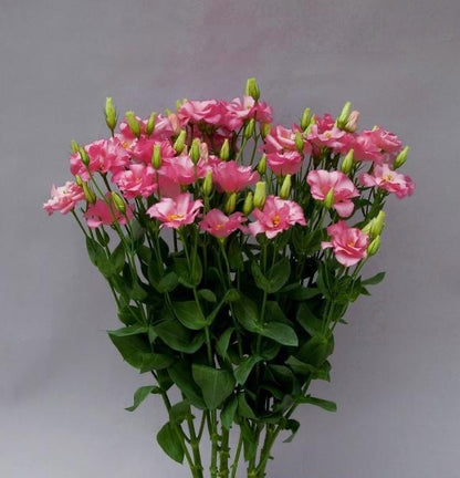 新入荷!! Eustoma Pink Sour (60cm)