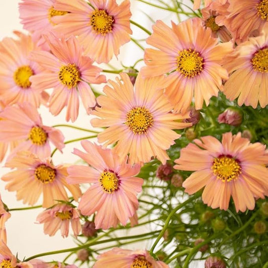 Cosmos Orange Canvas