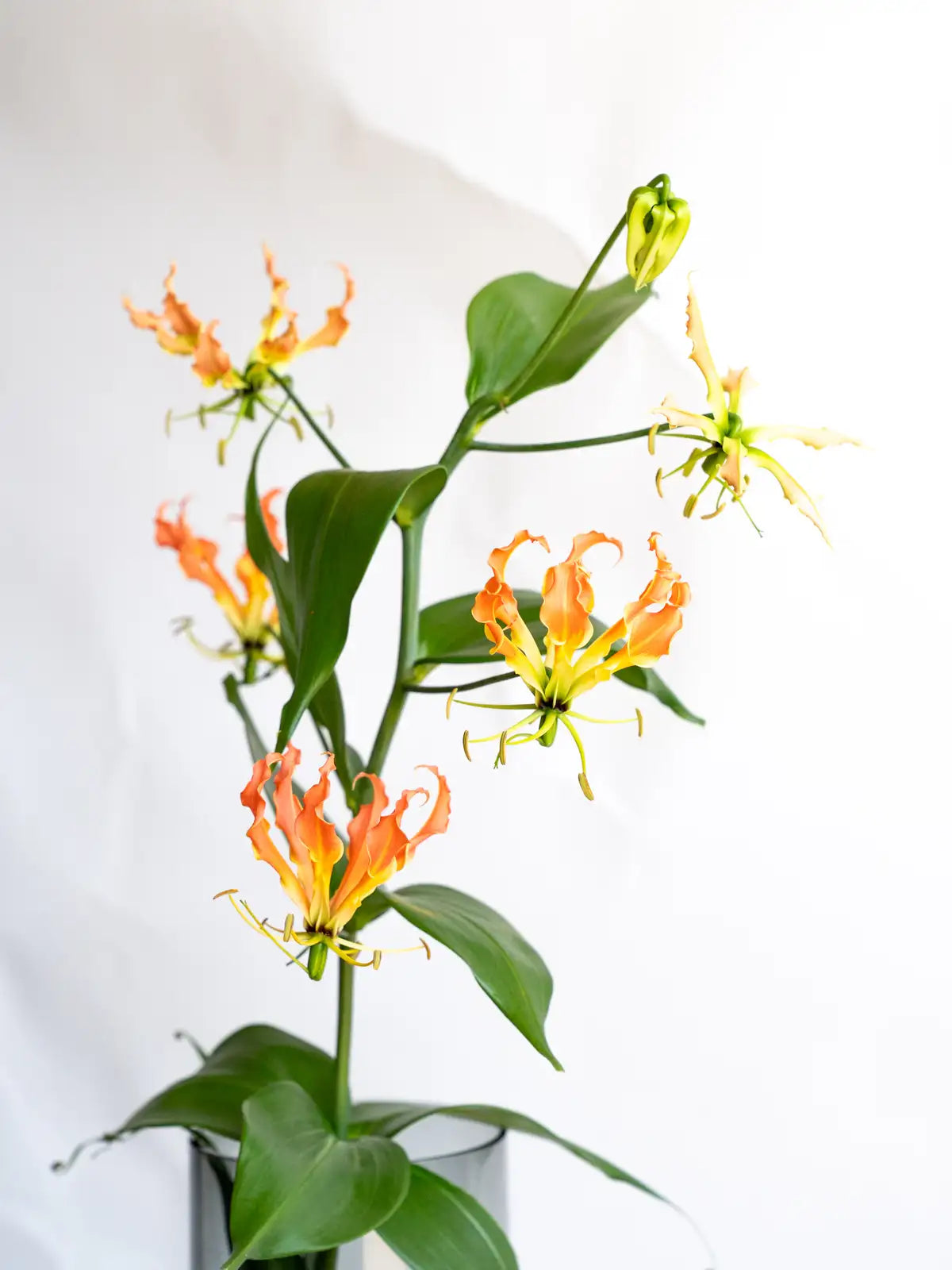 新品種!! Gloriosa Yell