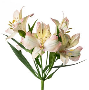 Alstroemeria Martini (秀２Ｌ)