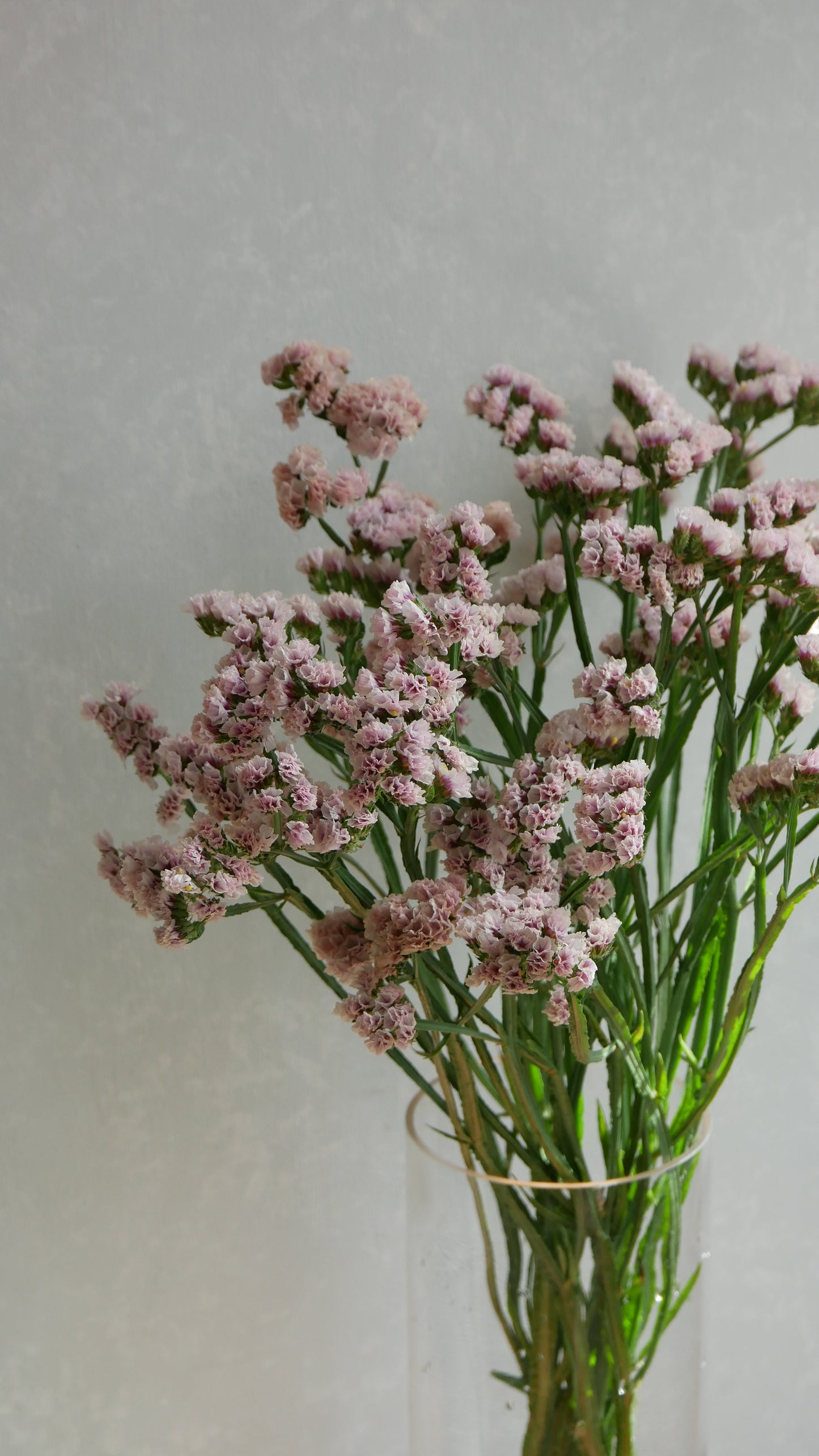 Limonium sinuatum Brown Ash