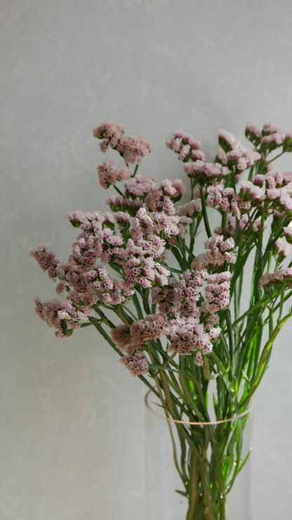 Limonium sinuatum Brown Ash