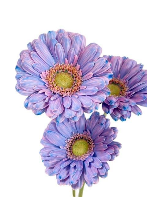 新入荷!! Gerbera Unicorn