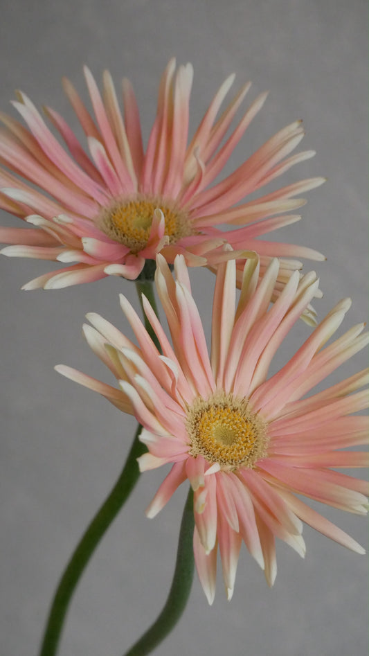 (Clearance Sale) Gerbera Pasta Nabi (55-60cm)