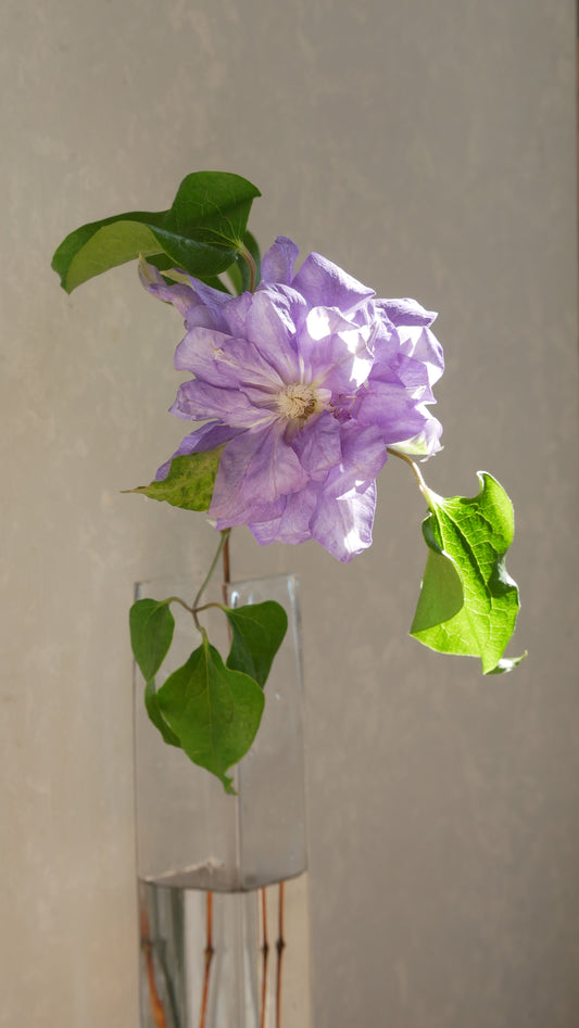 Clematis Florida Double Lavender (45cm)
