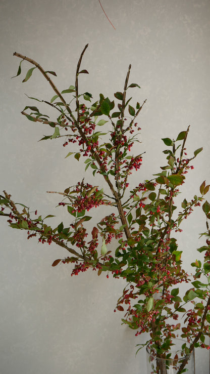 Euonymus alatus 錦木 (Autumn Colour) (120cm)