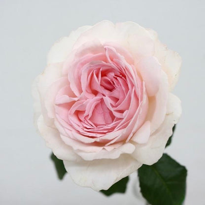 Wishing (50cm)