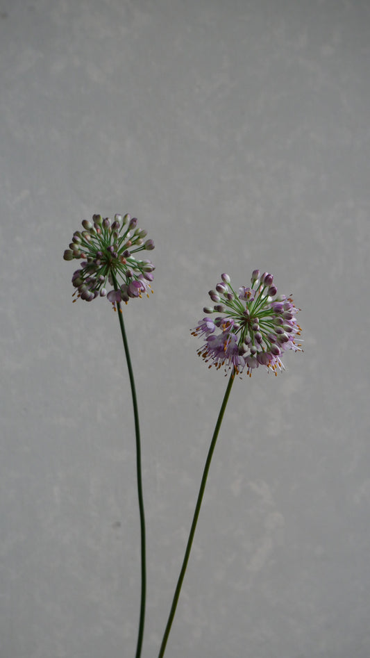 Allium Autumn Violet