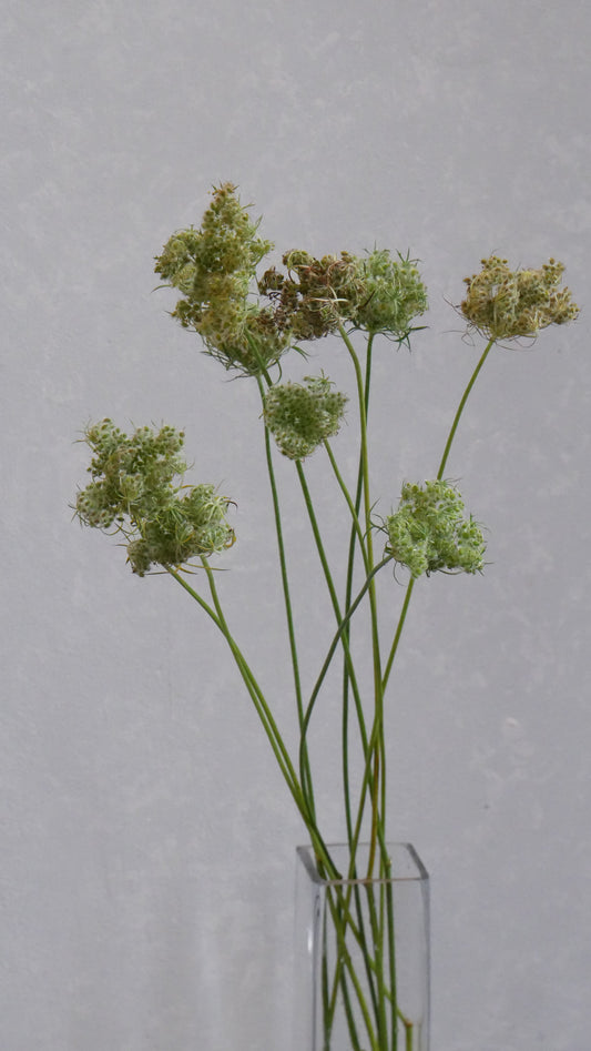 (Clearance Sale) Ammi Daucus Seed Green (緑) (60cm)