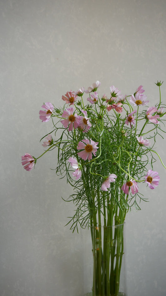 Cosmos Orange Campus (70cm)