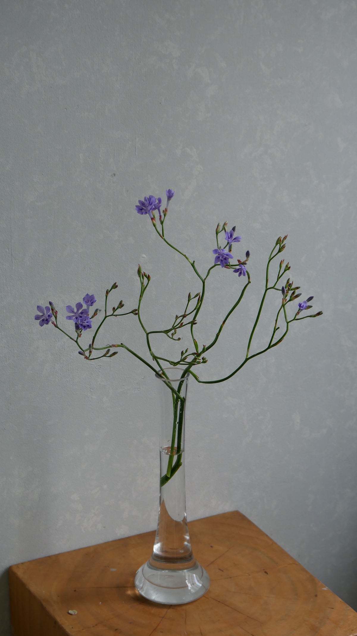 Lapeirousia Lavender (40cm)