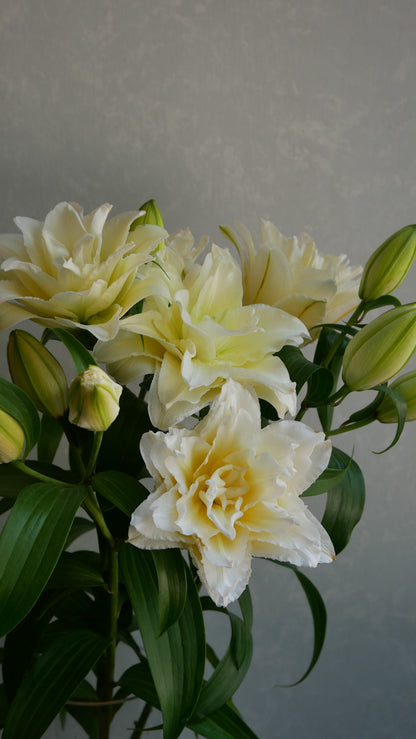Lilium Ludwina (80cm)