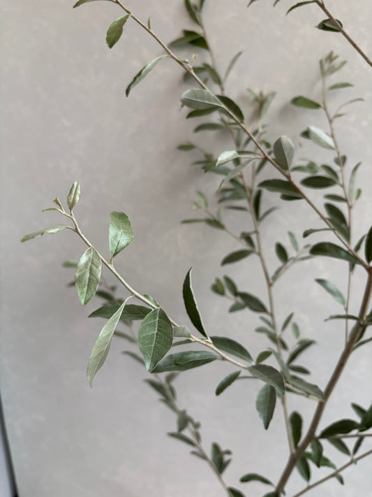 Elaeagnus umbellata Russian Olive (120cm)