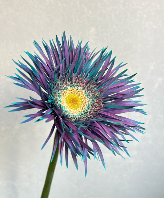 (Clearance Sale) Gerbera Tinted Peacock mint (2L)