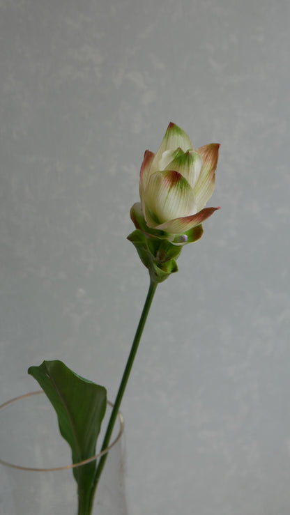 Curcuma Siam Solar