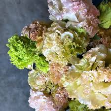 Eustoma NF Mustard (1P)