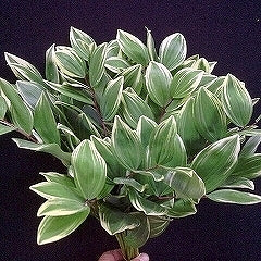 Polygonatum odoratum (35cm)