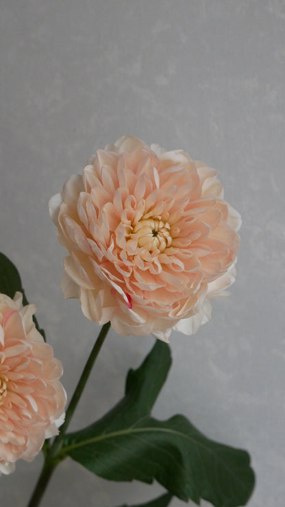 Dahlia Lulu (70cm)