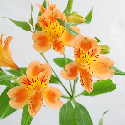 【月見】Alstroemeria Salmon Queen (80cm)