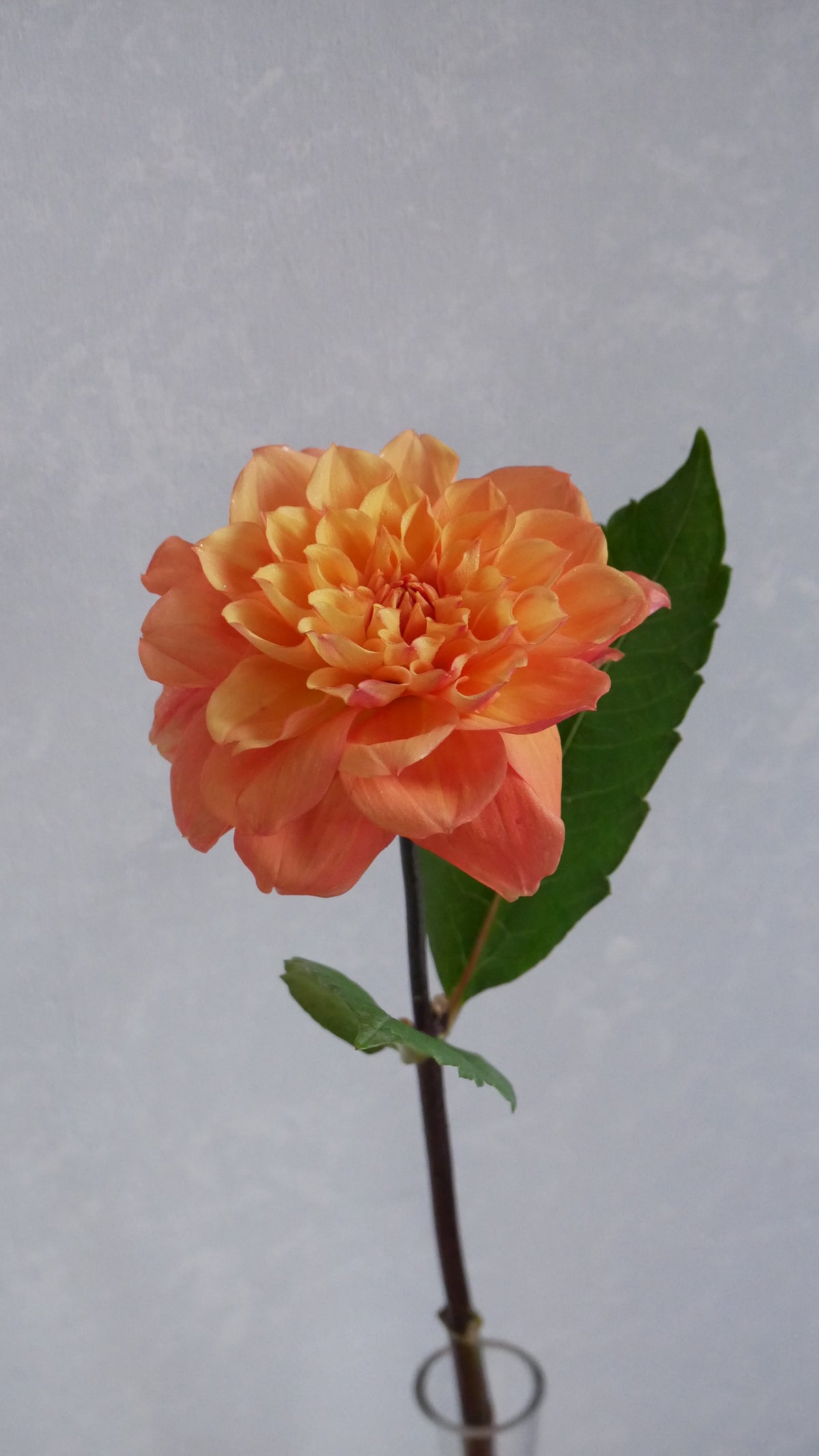 Dahlia 奏 Kanade (60cm)