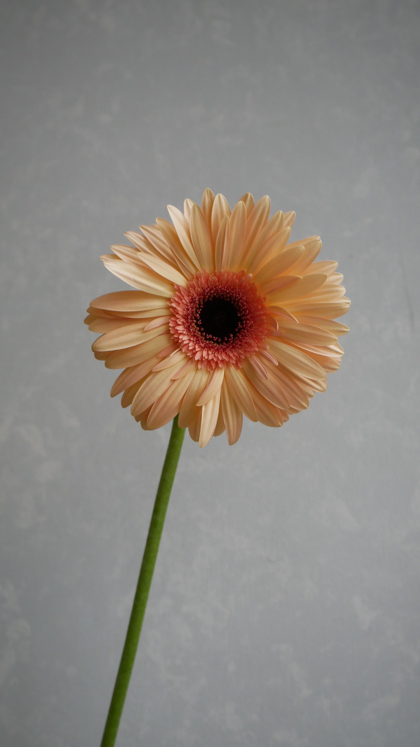 Gerbera Cream Peach (50cm)