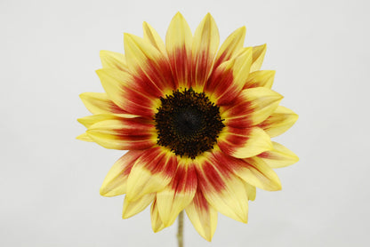 Helianthus Sunrich Lychee