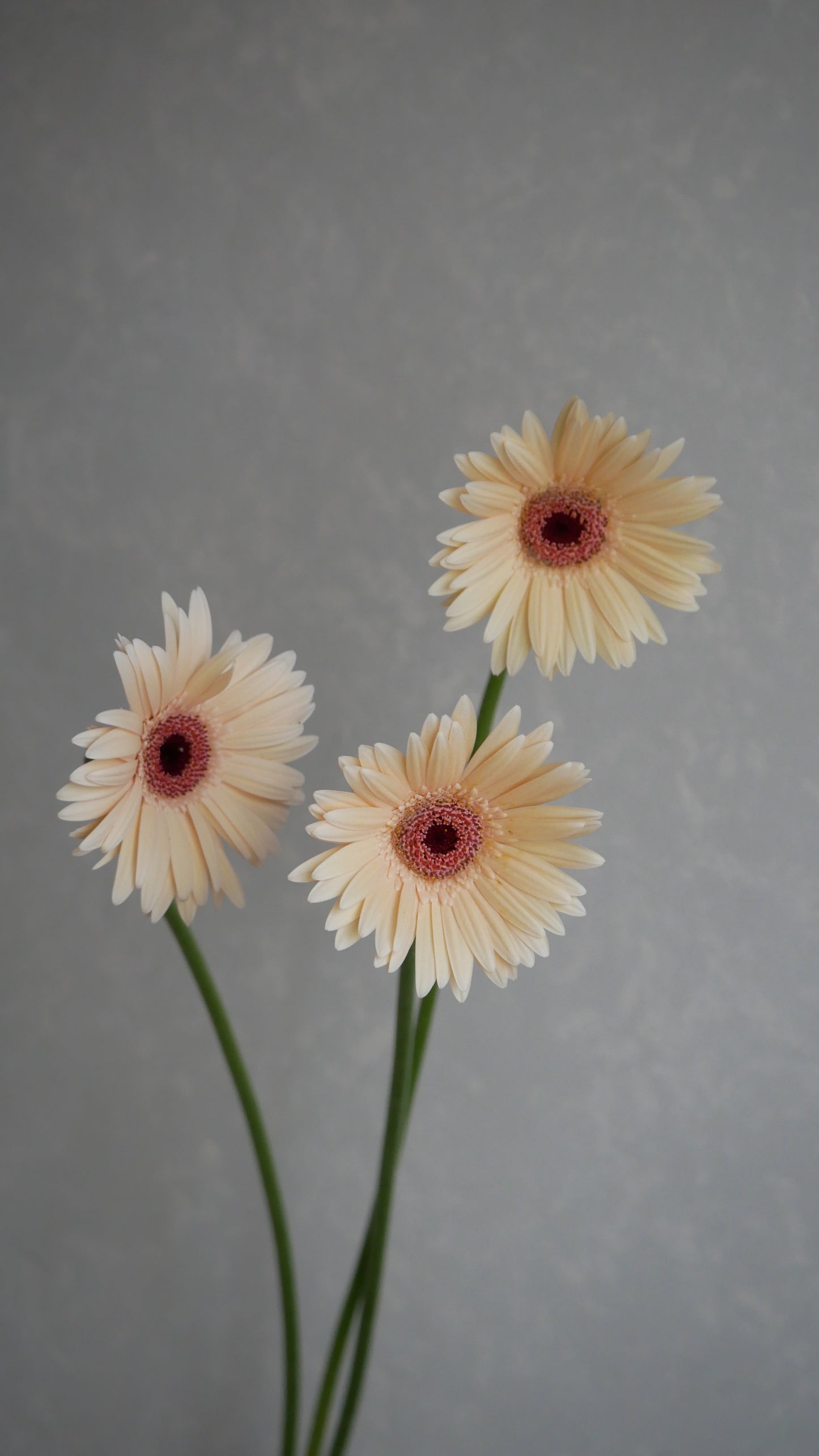 Gerbera Elfy