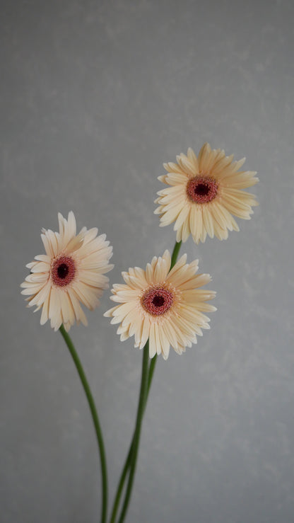 Gerbera Elfy