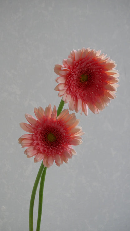Gerbera Azuna