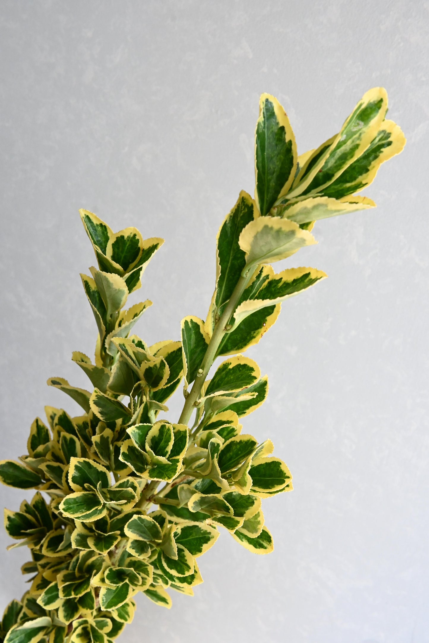 (Clearance Sales) Euonymus Bekkoumasaki 别甲正木