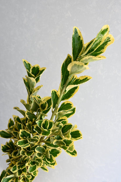 (Clearance Sales) Euonymus Bekkoumasaki 别甲正木