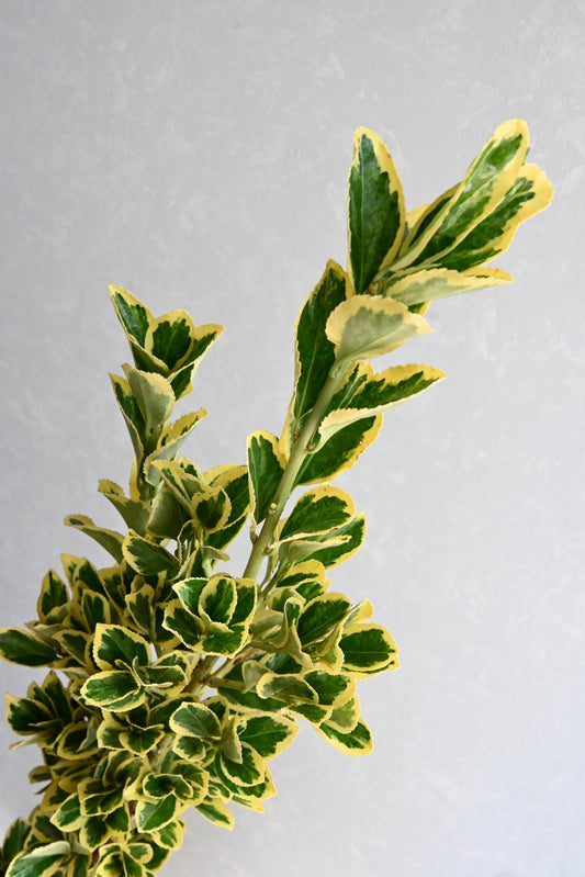 (Clearance Sales) Euonymus Bekkoumasaki 别甲正木