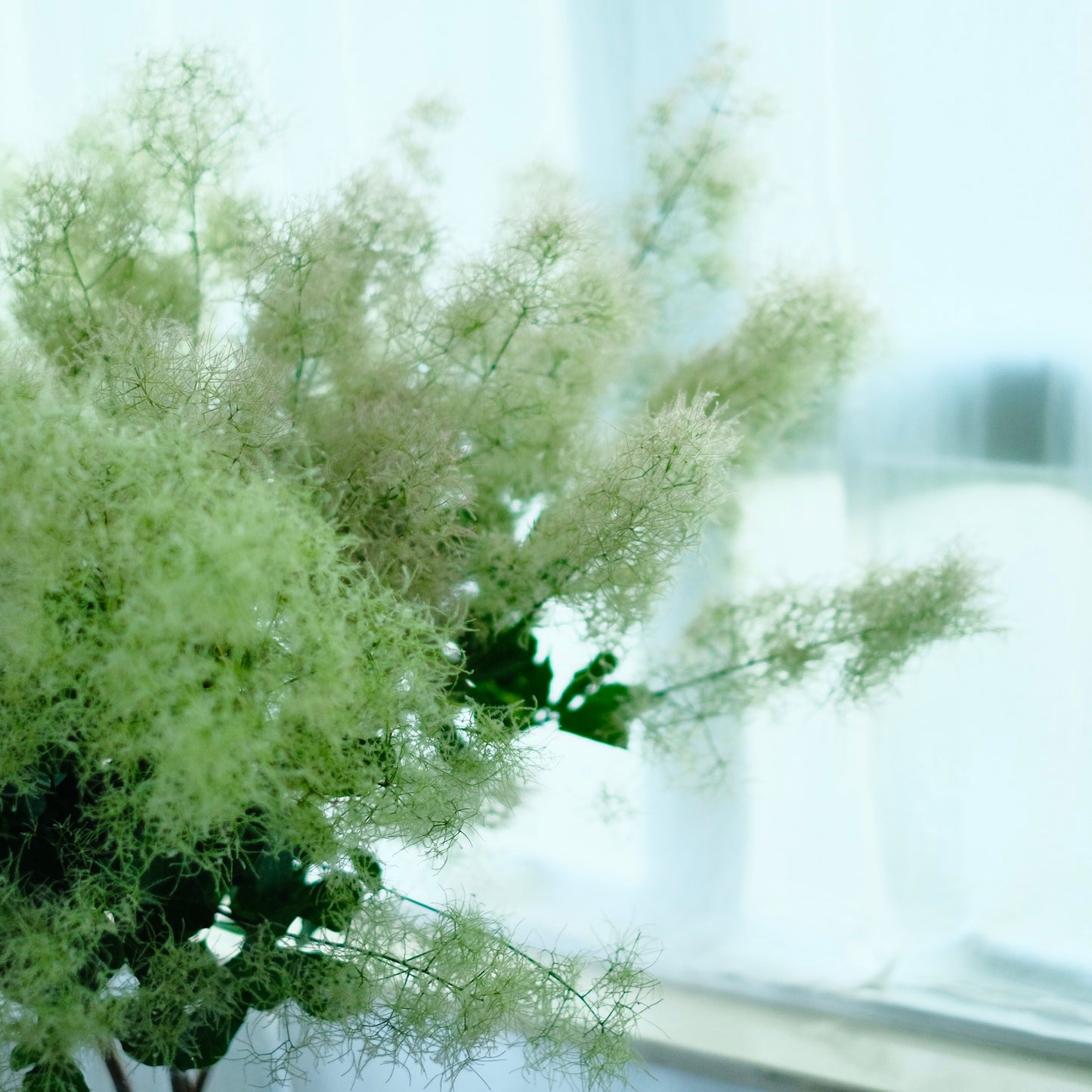 Cotinus Coggygria Green (120cm)