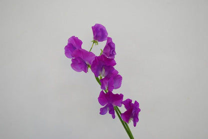 Sweet Pea Violet