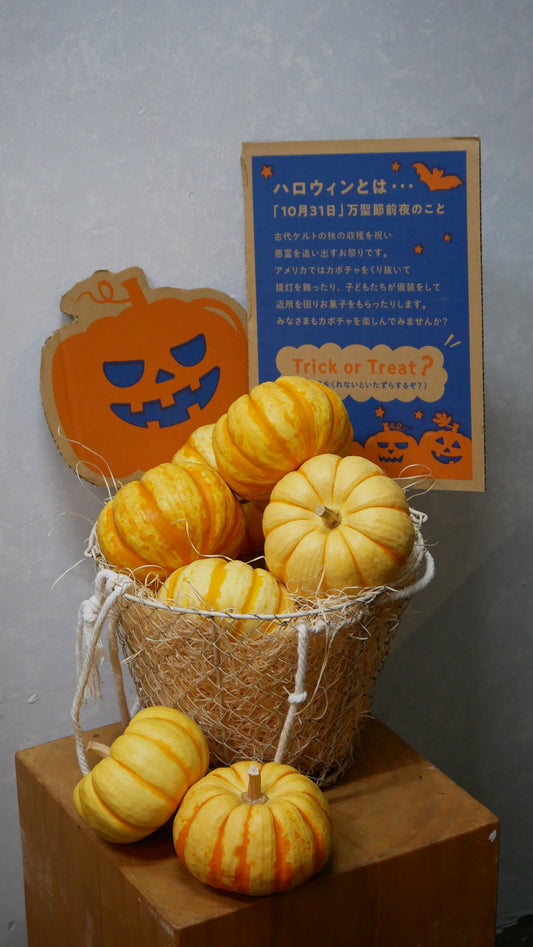 Cucurbita moschata (Pumpkin) Puttini