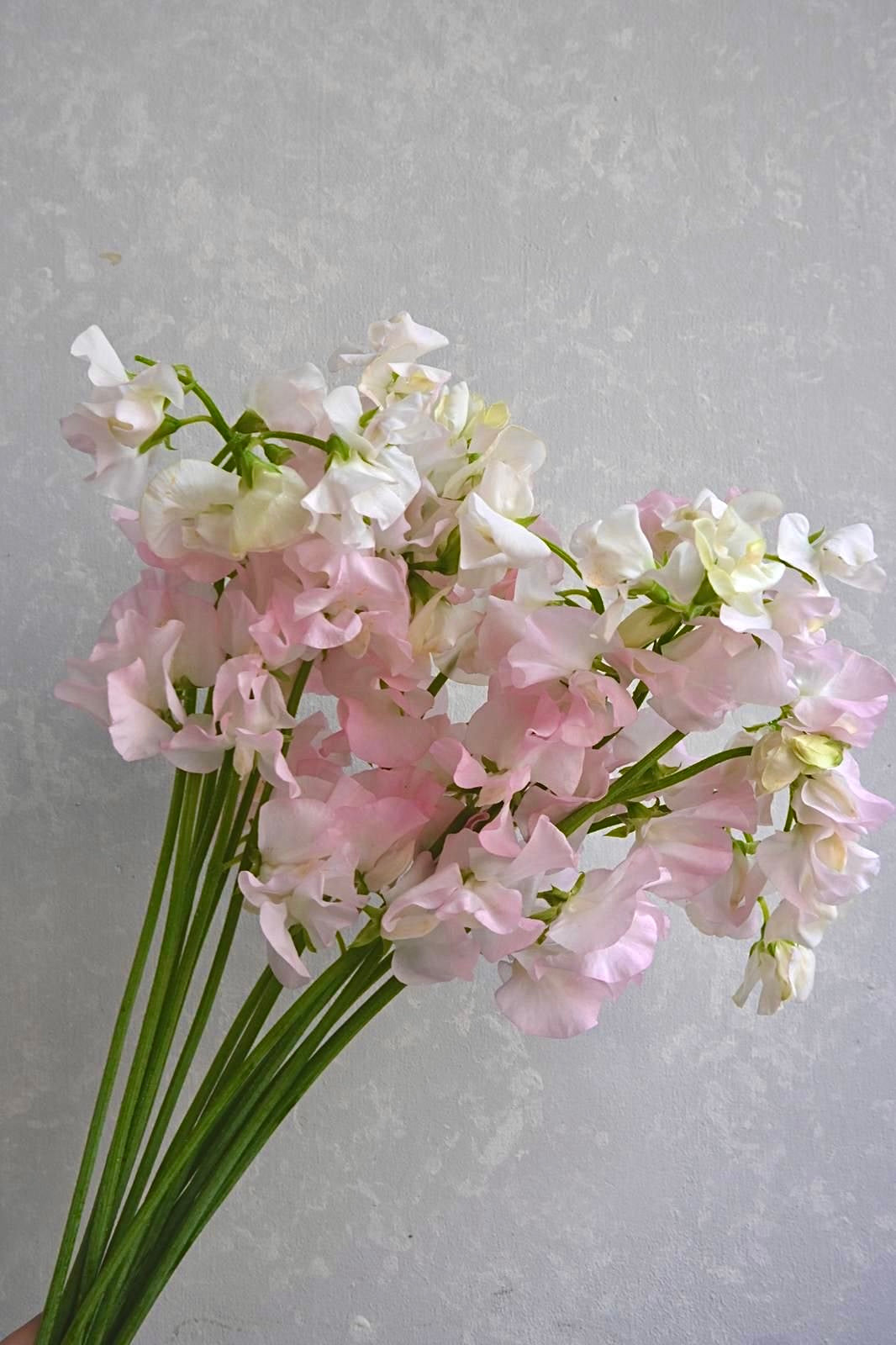 Sweet Pea Monroe