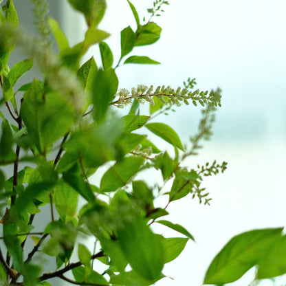 Itea Virginica (80cm)
