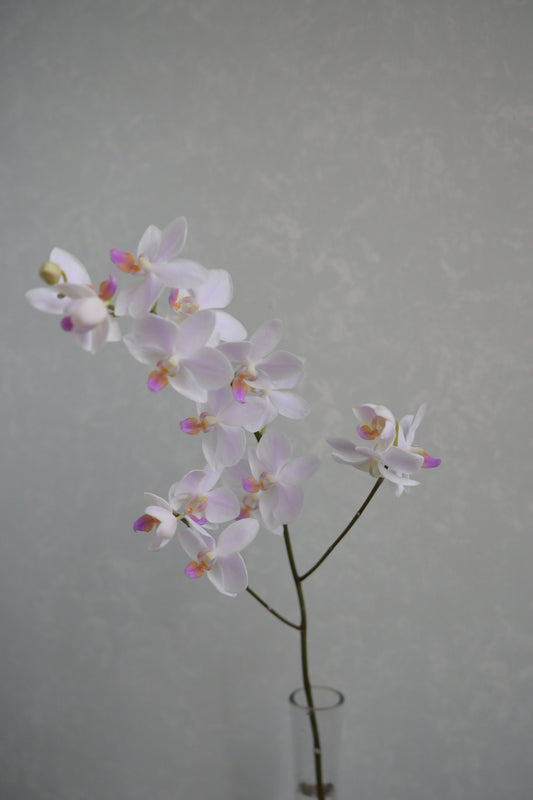 Phalaenopsis aphrodite なごり雪