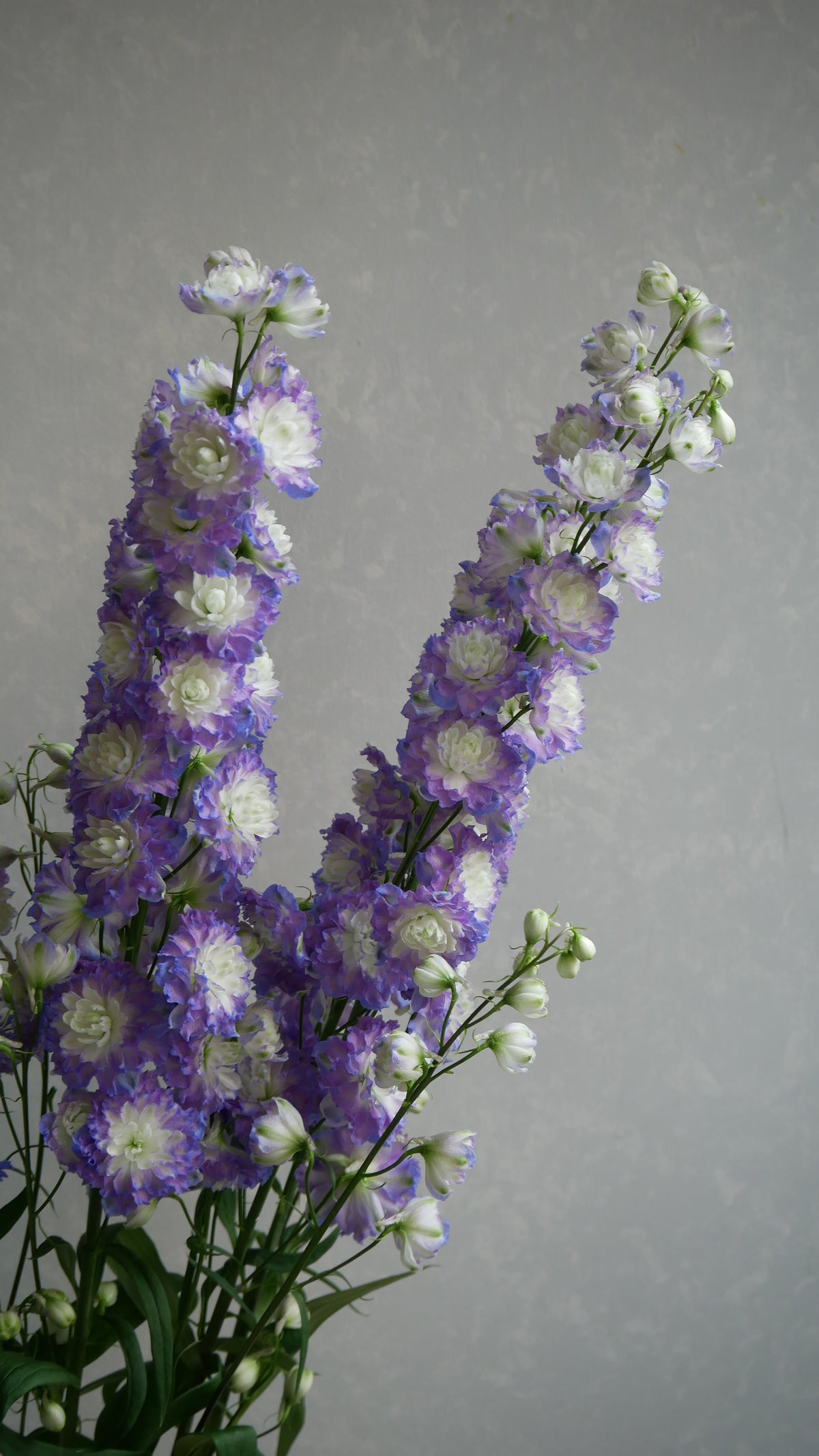 Delphinium Highlander Bolero (90cm)
