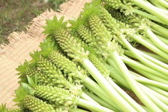 Eucomis pallidiflora (Pineapple Lily) (50cm)