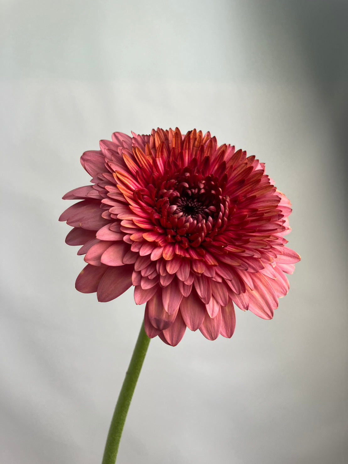 新入荷!! Gerbera Strawberry Choco