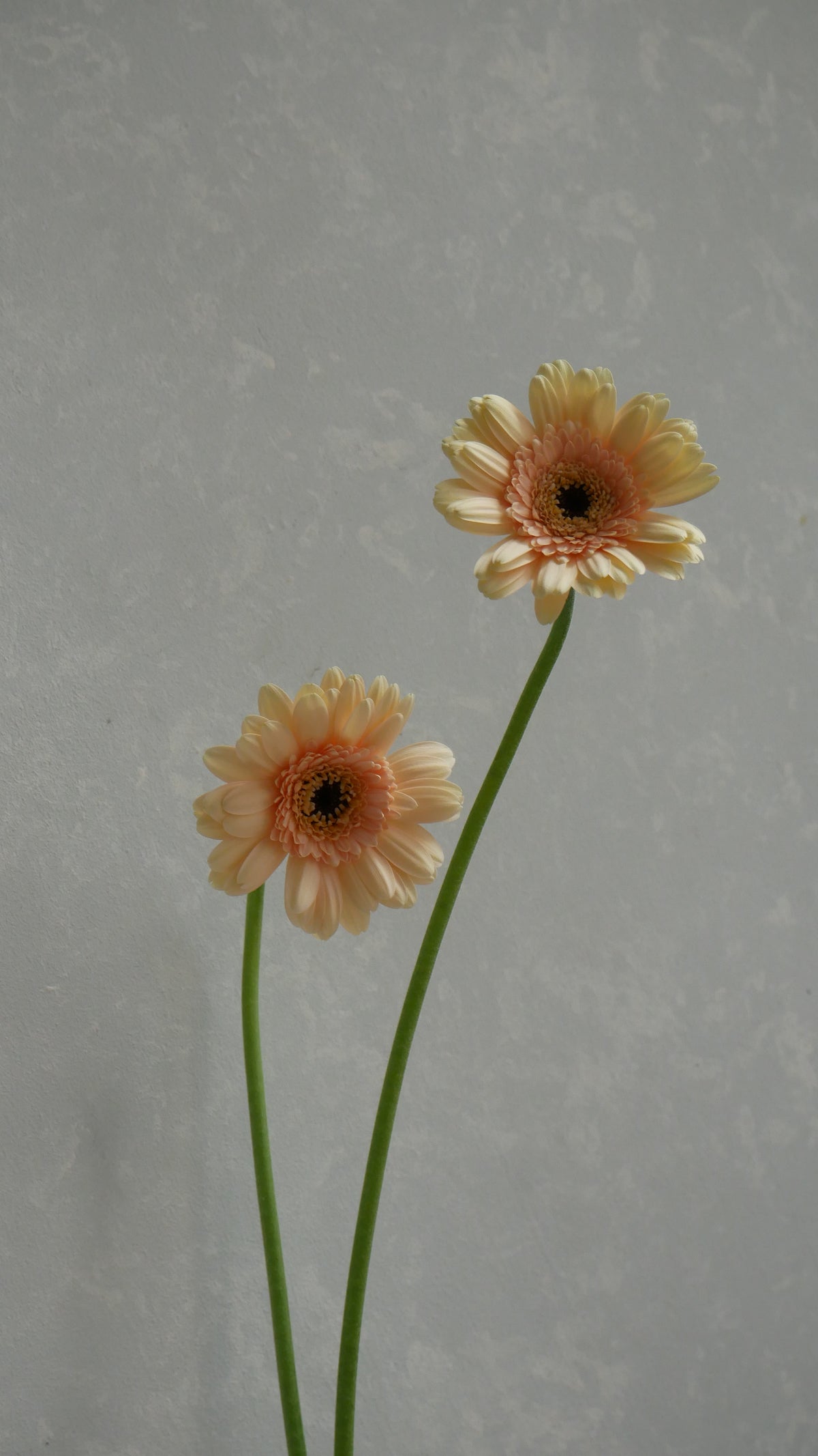 Gerbera Café (50cm)