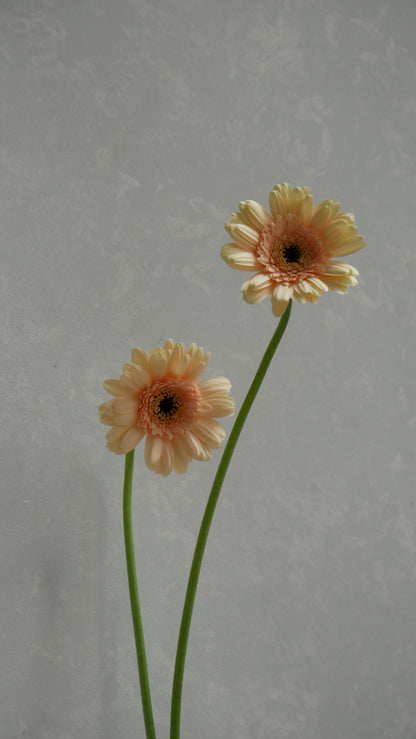 Gerbera Café (50cm)