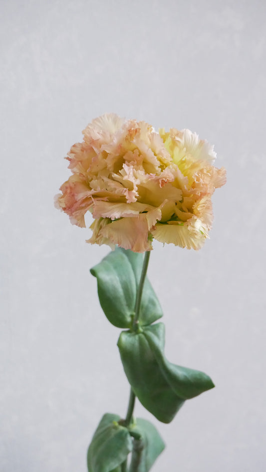 Eustoma NF Mustard (1F)